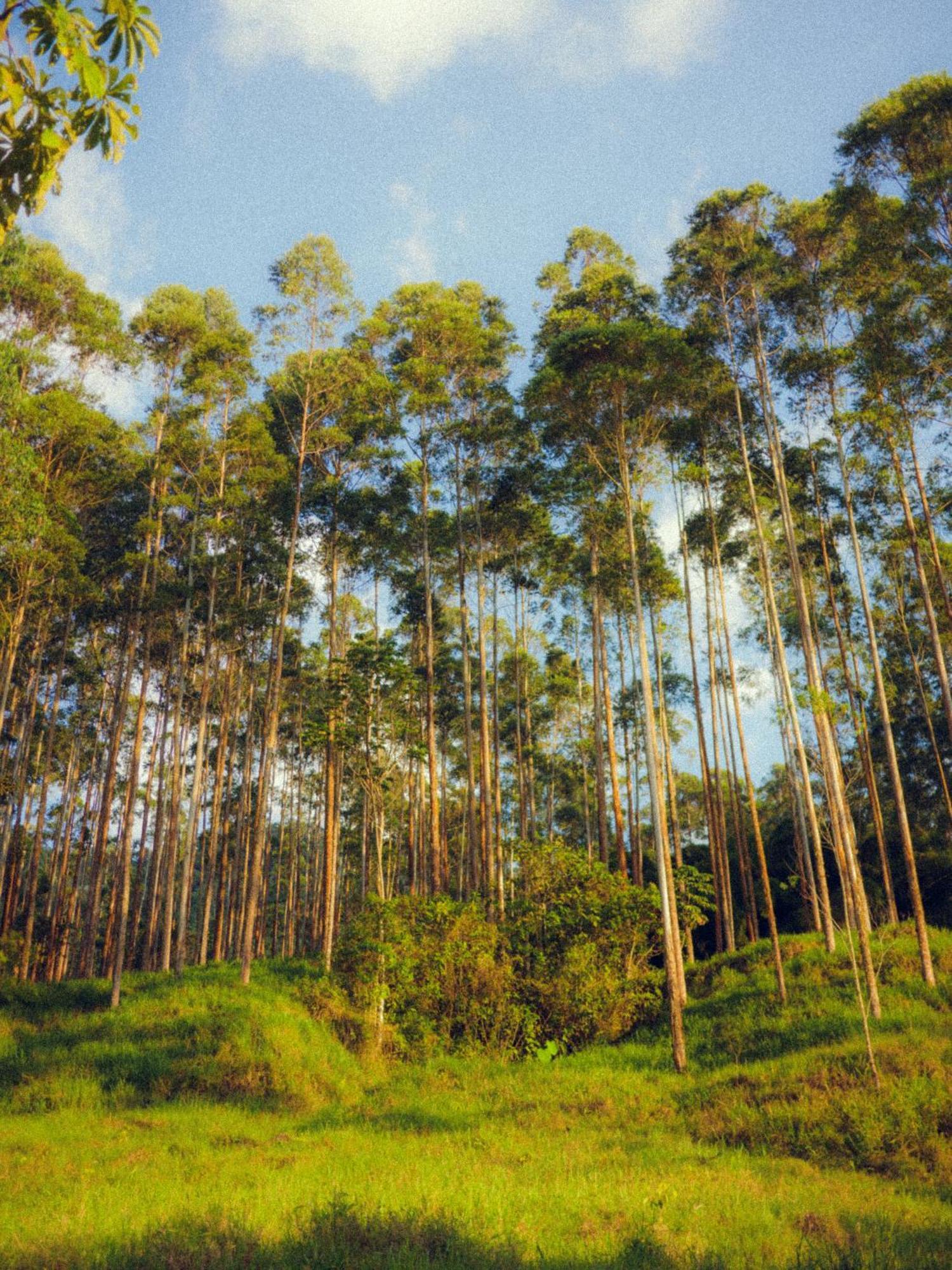 Creo Ecolodge Jardín Kültér fotó